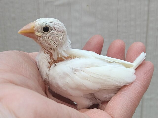 真っ白スワンちゃん🦢白文鳥ヒナさん 白文鳥