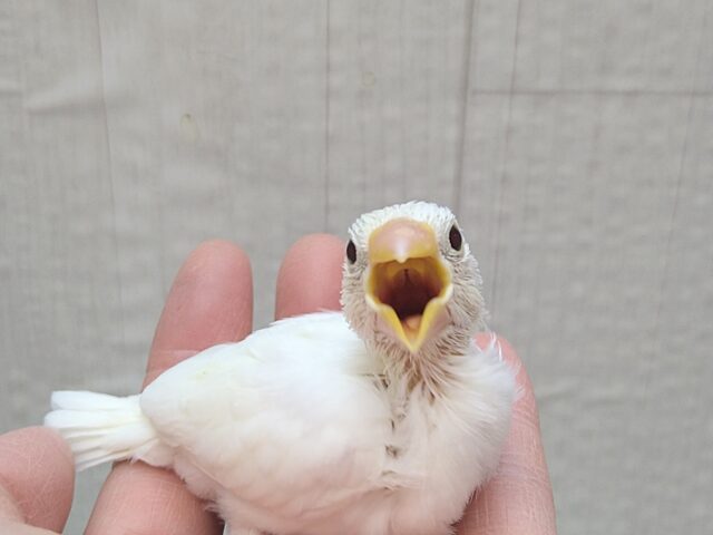 真っ白スワンちゃん🦢白文鳥ヒナさん 白文鳥