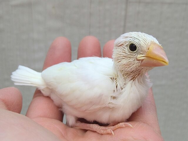 真っ白スワンちゃん🦢白文鳥ヒナさん 白文鳥