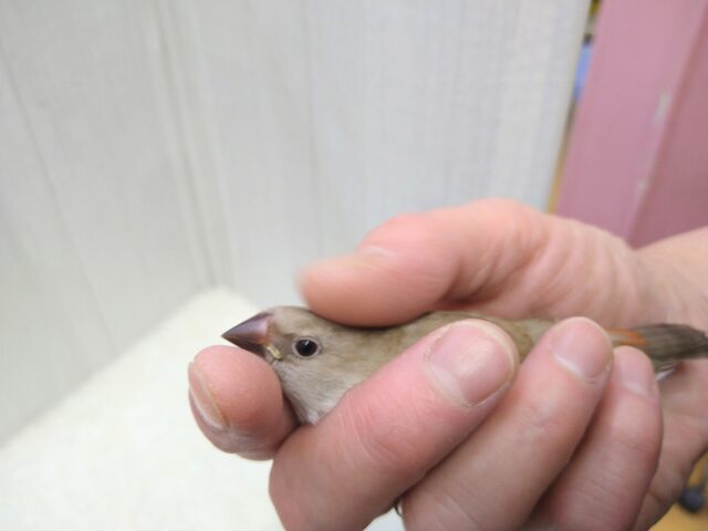 お腹の横キラキラ光る❇️ダイヤモンドフィンチさんヒナ来ました〜シナモン ダイヤモンドフィンチ