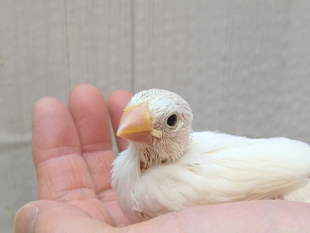 真っ白スワンちゃん🦢白文鳥ヒナさん