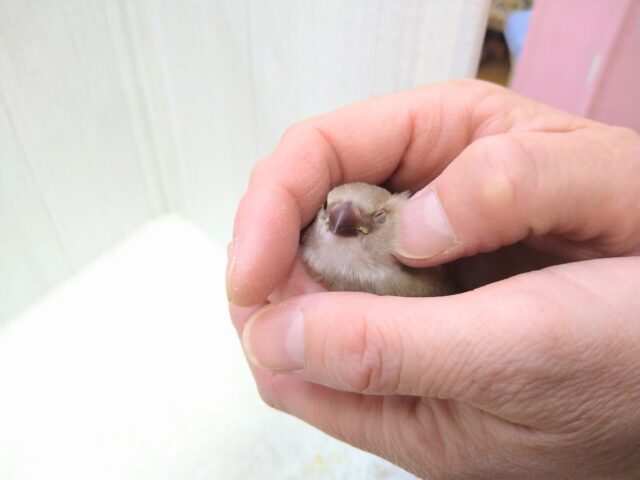 お腹の横キラキラ光る❇️ダイヤモンドフィンチさんヒナ来ました〜シナモン ダイヤモンドフィンチ