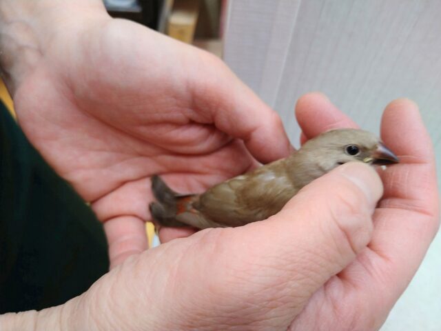 お腹の横キラキラ光る❇️ダイヤモンドフィンチさんヒナ来ました〜シナモン ダイヤモンドフィンチ