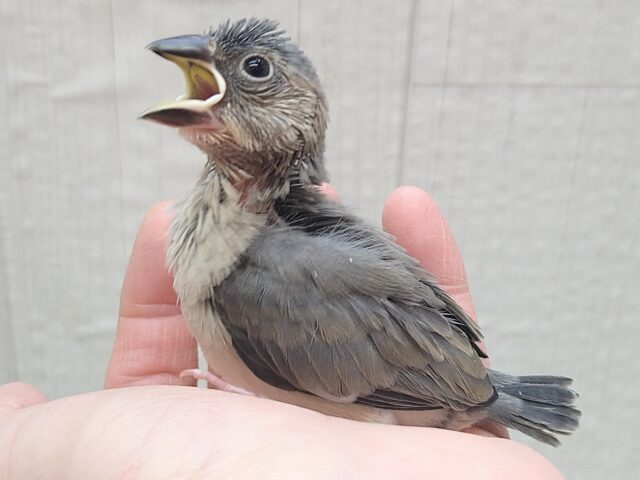 メッチャ雄々しい！桜文鳥ヒナさん