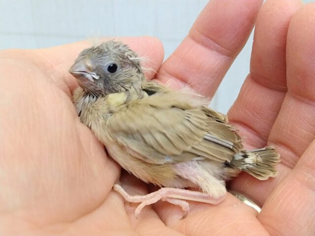 錦花鳥（キンカチョウ）