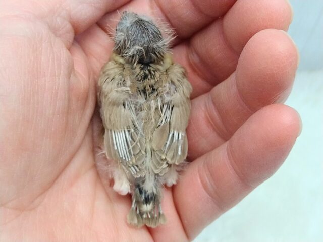 錦花鳥（キンカチョウ）