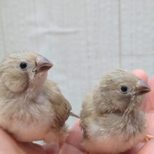 最新画像あります！小さな可愛いマロングラッセ🌰2つ💕キンカ鳥さんヒナフォーン