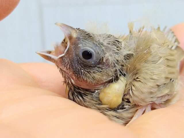 錦花鳥（キンカチョウ）