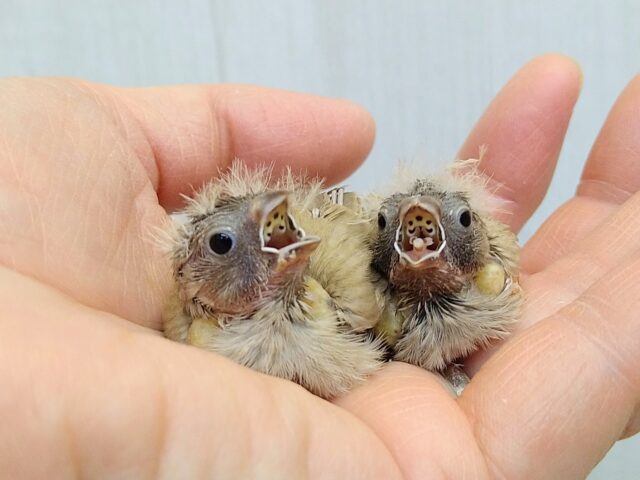 錦花鳥（キンカチョウ）