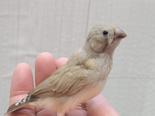 錦花鳥（キンカチョウ）