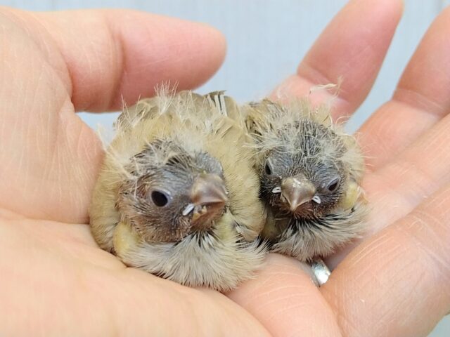 小さな可愛いマロングラッセ🌰2つ💕キンカ鳥さんヒナフォーン