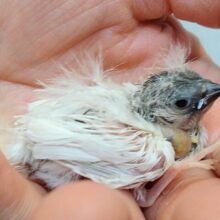 レアカラー！白銀の翼❇️キンカ鳥ヒナさんシルバー