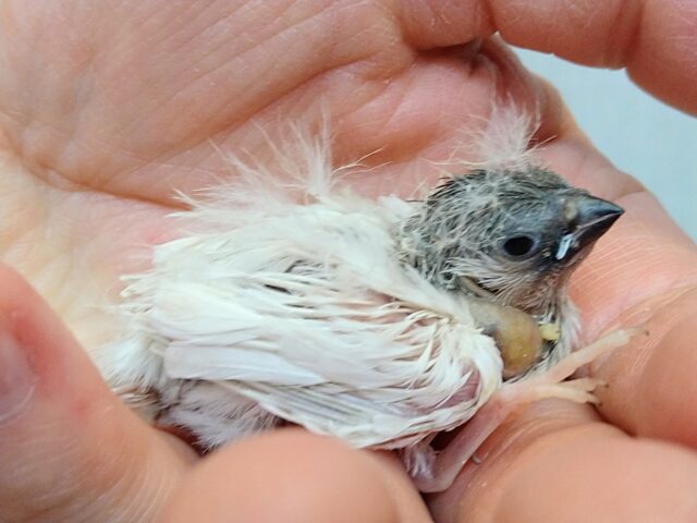 レアカラー！白銀の翼❇️キンカ鳥ヒナさんシルバー