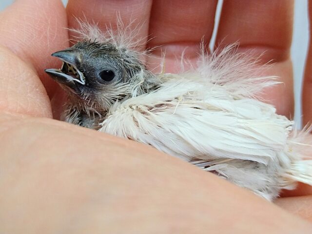 錦花鳥（キンカチョウ）