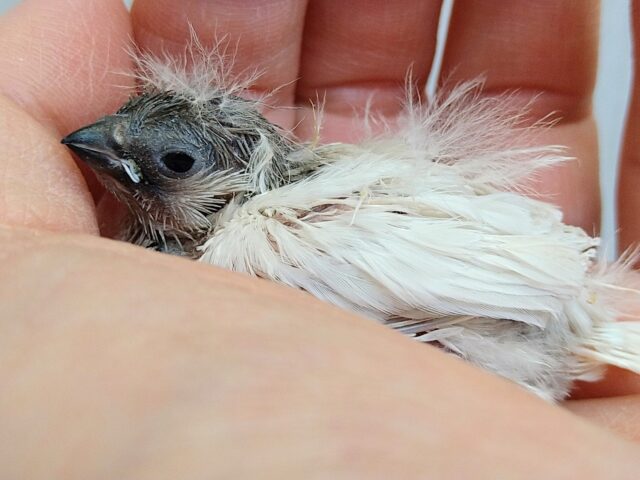 錦花鳥（キンカチョウ）