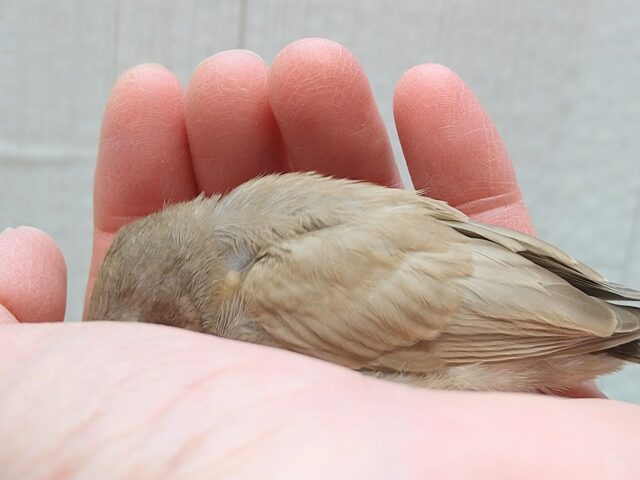 錦花鳥（キンカチョウ）