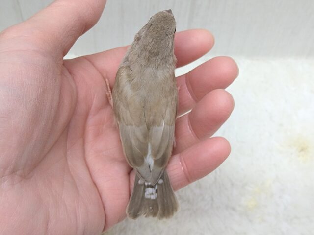 錦花鳥（キンカチョウ）