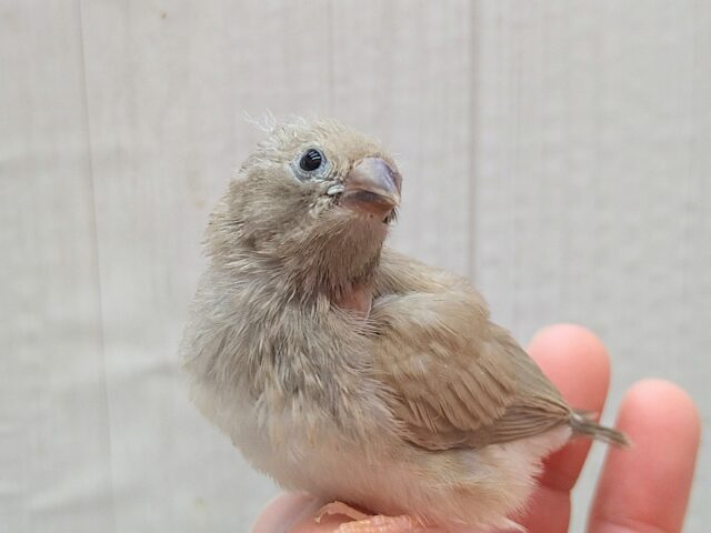 錦花鳥（キンカチョウ）