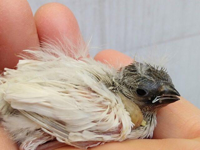 錦花鳥（キンカチョウ）