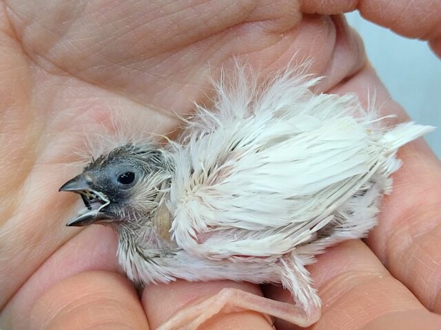 錦花鳥（キンカチョウ）