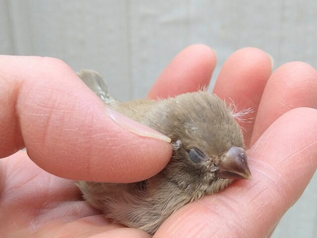 錦花鳥（キンカチョウ）