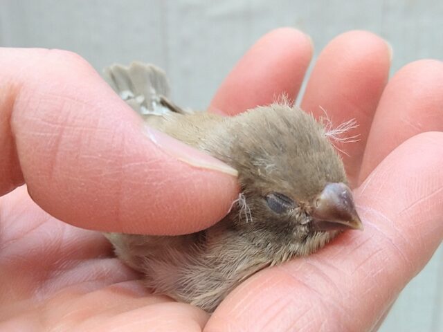 錦花鳥（キンカチョウ）