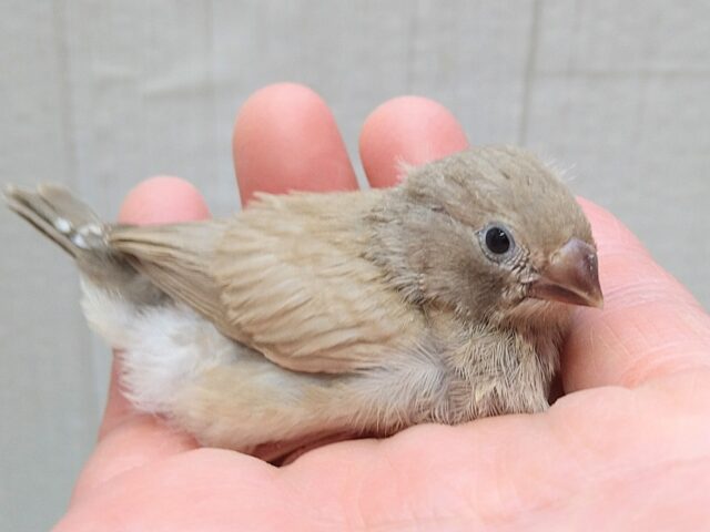 錦花鳥（キンカチョウ）