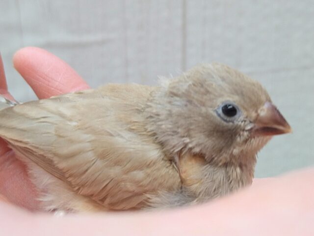 錦花鳥（キンカチョウ）