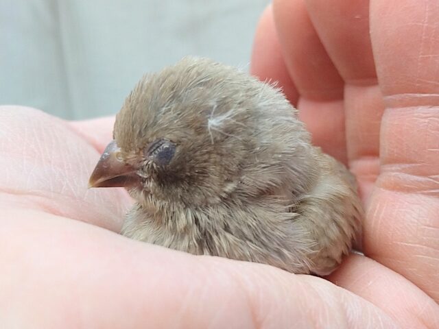 錦花鳥（キンカチョウ）