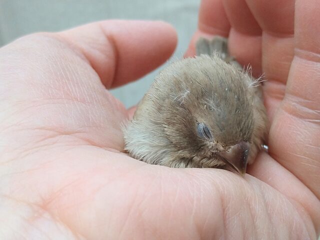 錦花鳥（キンカチョウ）