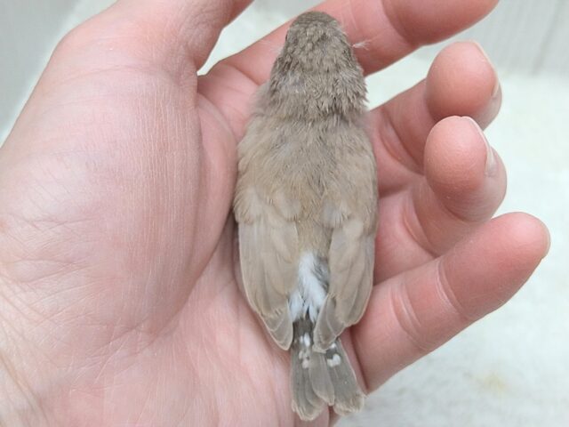 錦花鳥（キンカチョウ）