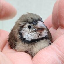 レアフィンチ来ました‼️カノコスズメヒナさん💕