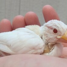 チャームポイントはキラキラルビーアイ❇️色変わり文鳥ヒナさん