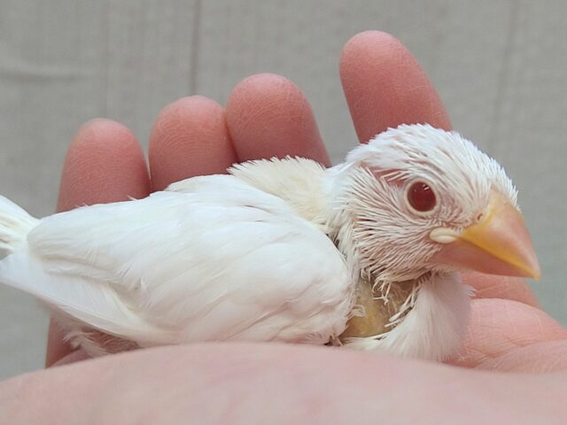 チャームポイントはキラキラルビーアイ❇️色変わり文鳥ヒナさん