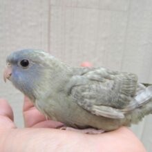 淡めブルーが素敵です✨サザナミインコブルースパングルヒナさん
