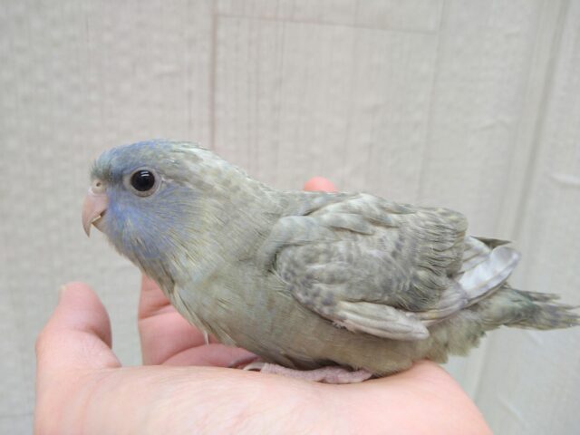 淡めブルーが素敵です✨サザナミインコブルースパングルヒナさん