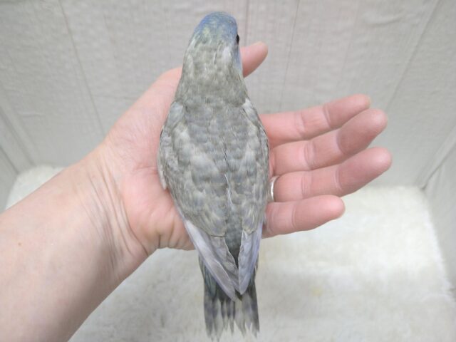 サザナミインコ