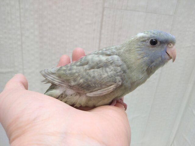 サザナミインコ