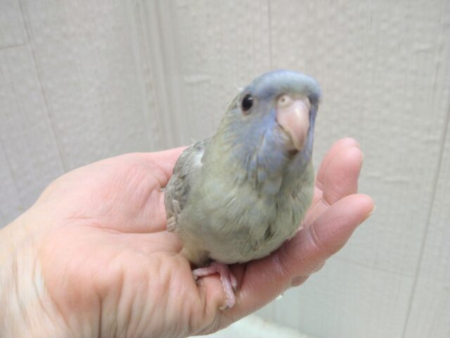 サザナミインコ
