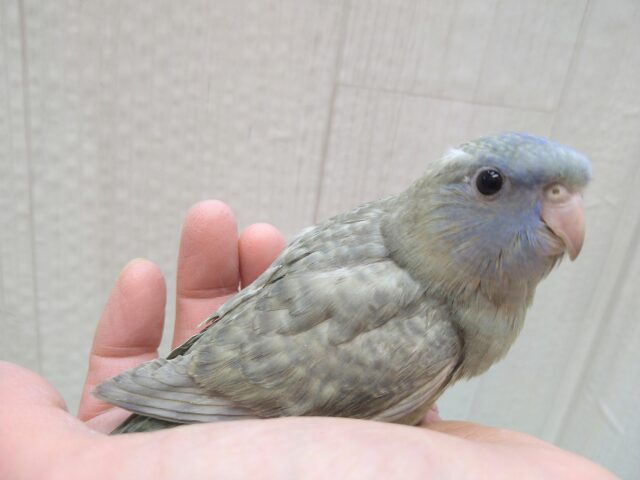 サザナミインコ