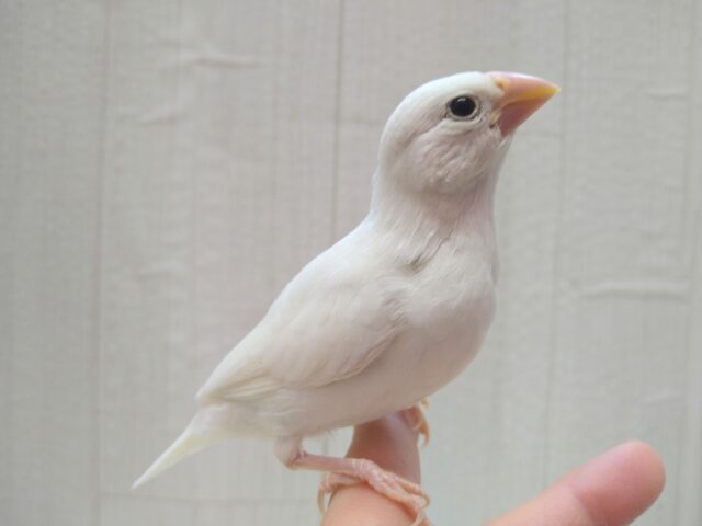 最新画像あります!真っ白スワンちゃん🦢白文鳥ヒナさん 白文鳥