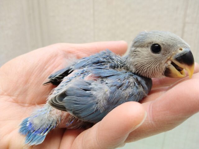 このパッチリ目はアイドル級💙コザクラインココバルトヒナさん