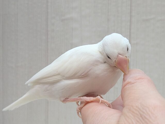 最新画像あります!真っ白スワンちゃん🦢白文鳥ヒナさん 白文鳥