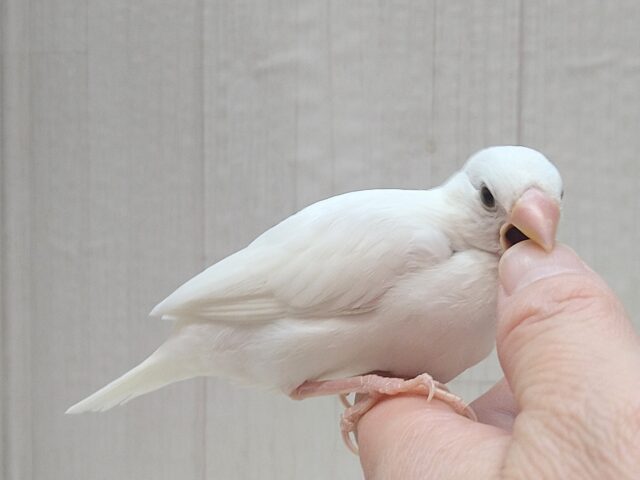 最新画像あります!真っ白スワンちゃん🦢白文鳥ヒナさん 白文鳥