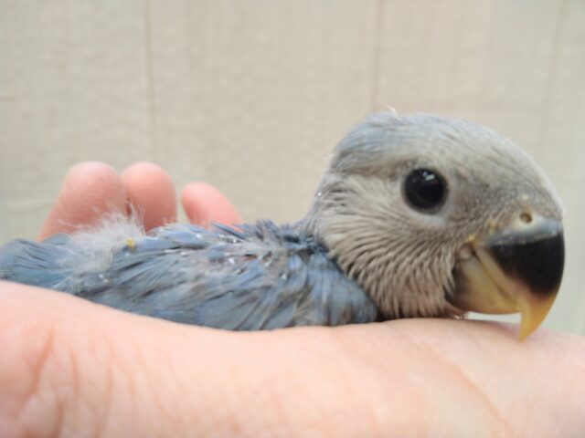 コザクラインコ（小桜インコ）