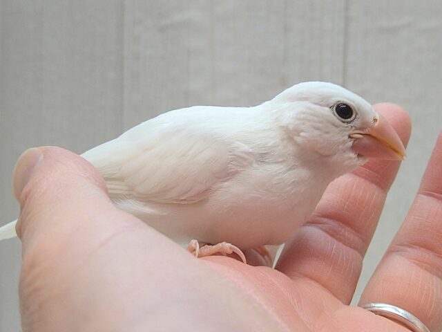 最新画像あります！真っ白スワンちゃん🦢白文鳥ヒナさん