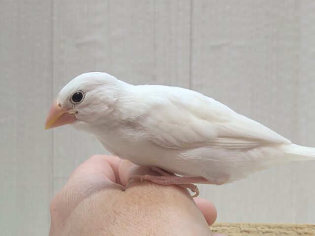 最新画像あります!真っ白スワンちゃん🦢白文鳥ヒナさん 白文鳥