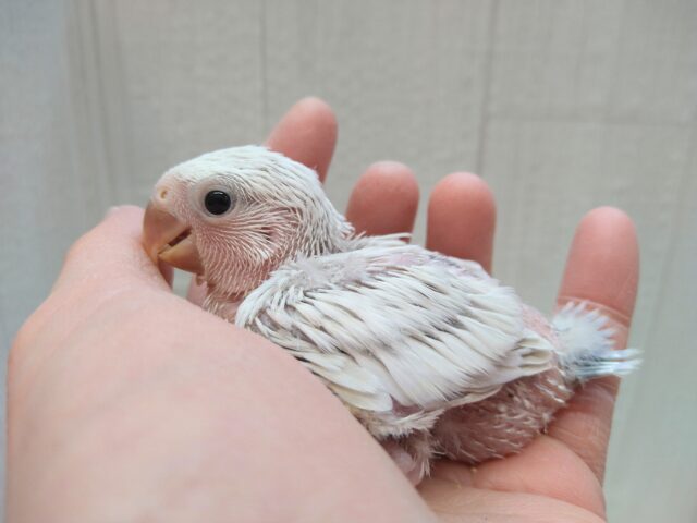 カラーはＤＢＶＣＯ！コザクラインコヒナさん