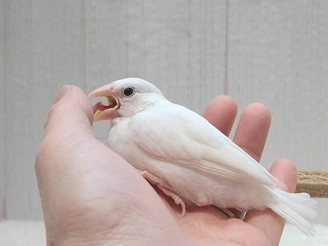 最新画像あります!真っ白スワンちゃん🦢白文鳥ヒナさん 白文鳥
