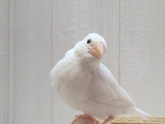 最新画像あります!真っ白スワンちゃん🦢白文鳥ヒナさん 白文鳥